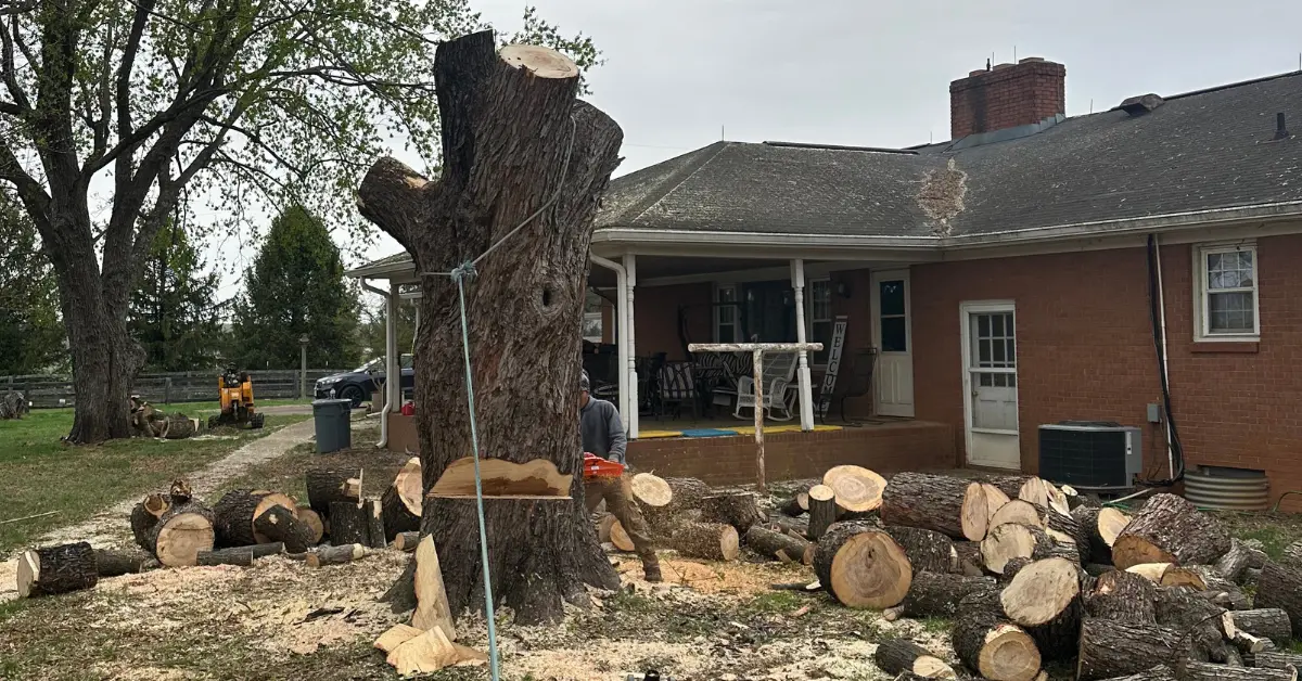 Tree Removal In Culpeper and Northern VA