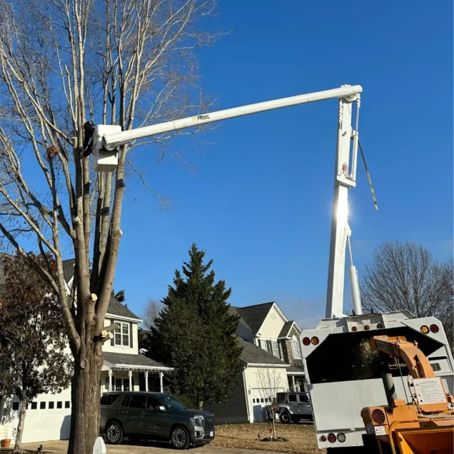 Tree Removal Near a House: What Makes the Job More Complicated?