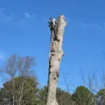 Tree Removal