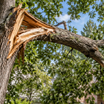 Large broken tree limb hanging above a residential driveway in Northern Virginia